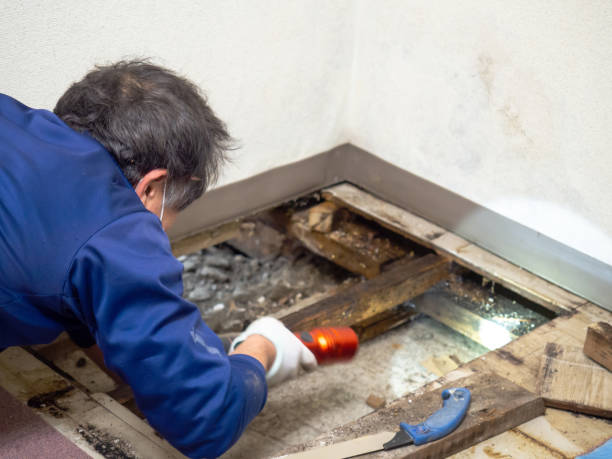 Best White Mold Remediation in Melrose Park, IL