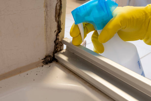Best Black Mold Remediation in Melrose Park, IL